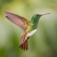 Snowy-bellied Hummingbird